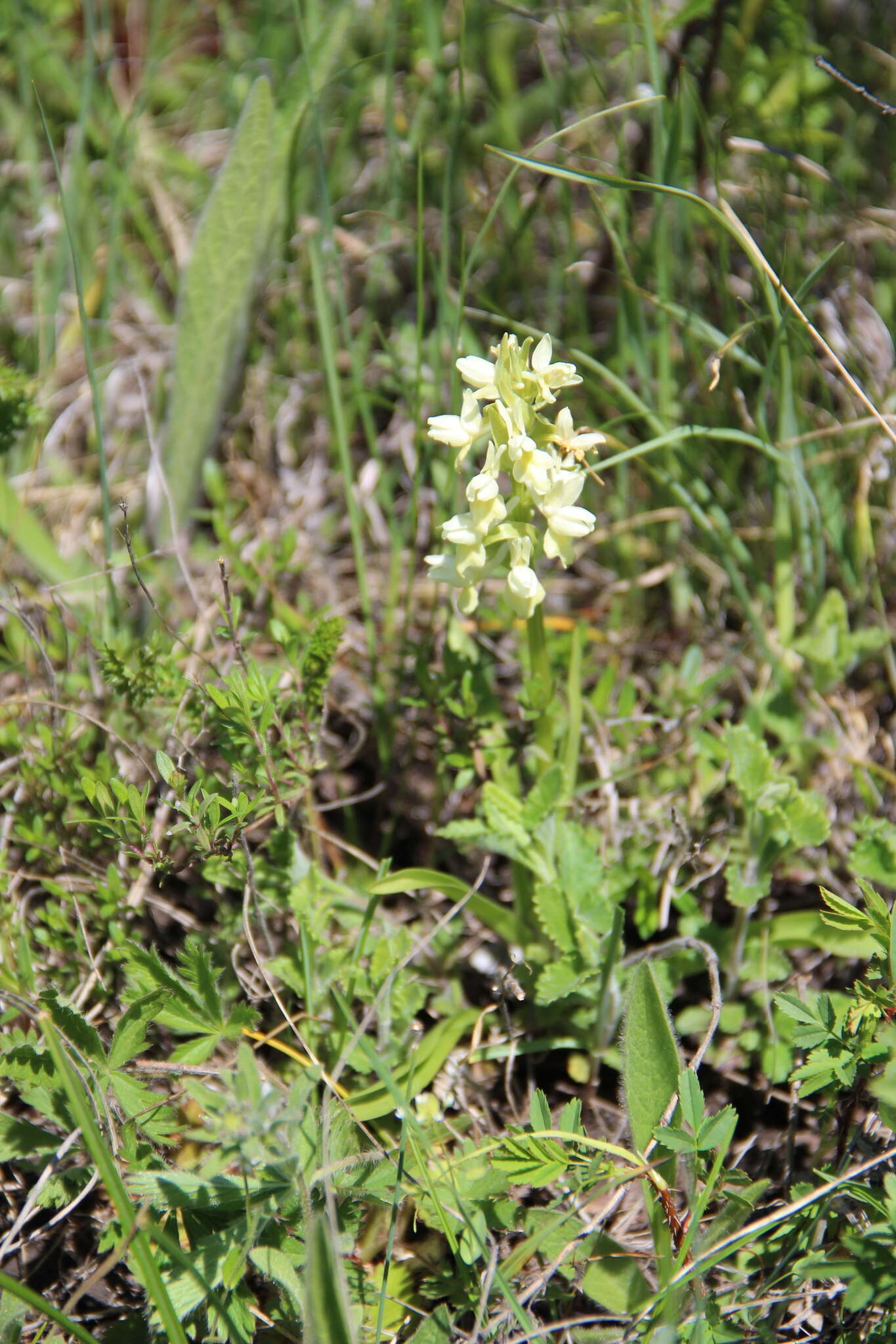 Image de Dactylorhiza romana subsp. georgica (Klinge) Soó ex Renz & Taubenheim