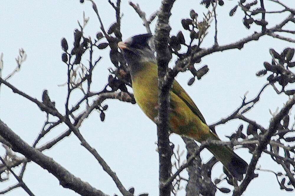 Image of Crested Finchbill