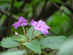 Image of Impatiens pulcherrima Dalzell