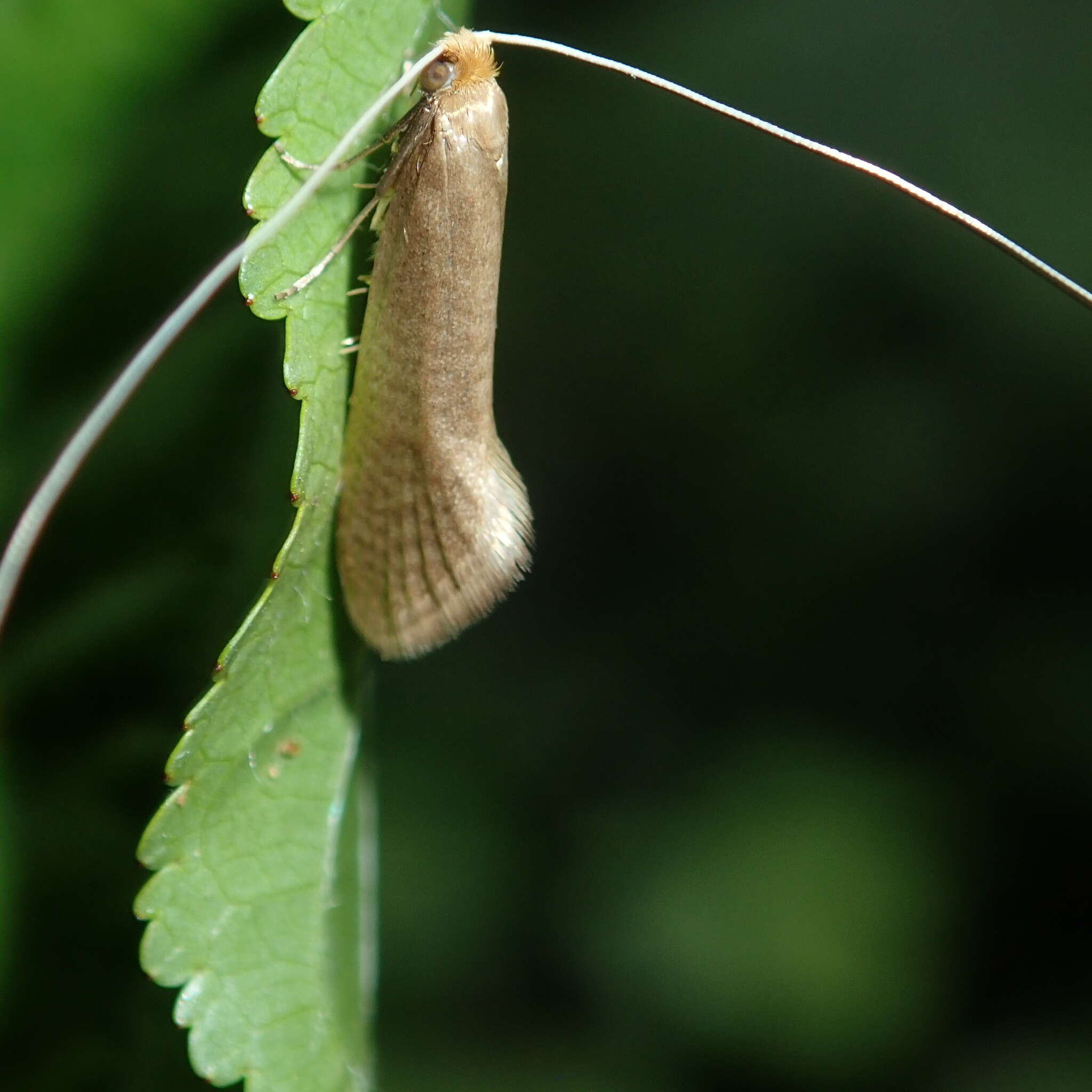 Image de Nematopogon swammerdamella Linnaeus 1758