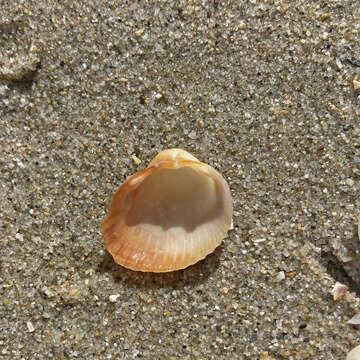 Image of brackish cockle