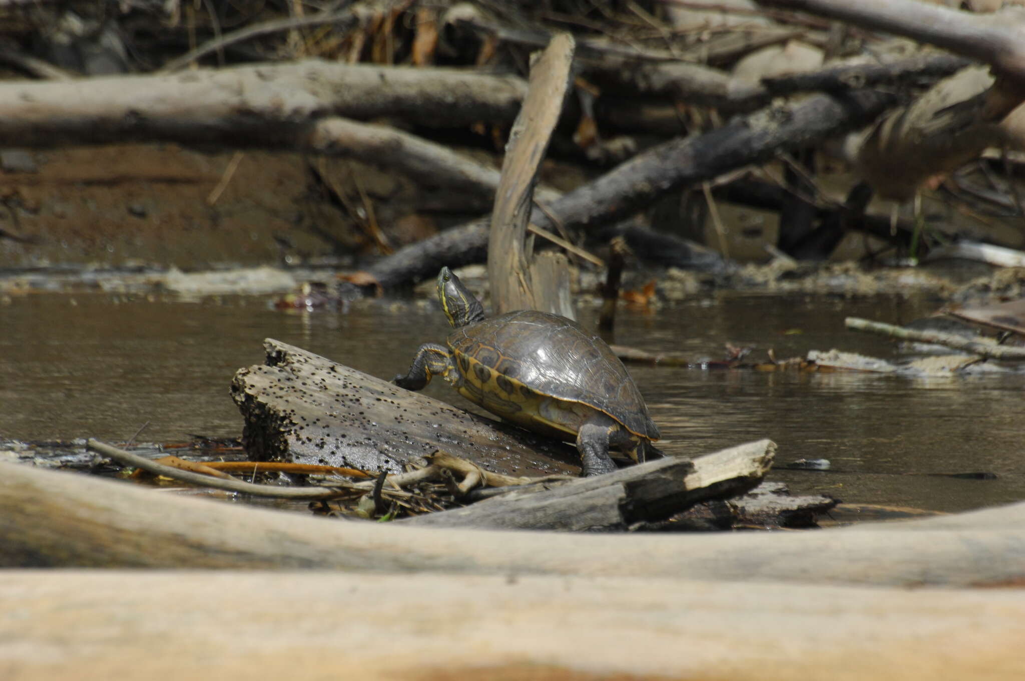 Image of Trachemys venusta uhrigi Mccord, Joseph-ouni, Hagen & Blanck 2010