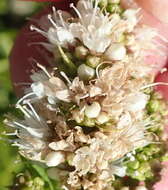 Image of Mentha longifolia subsp. capensis (Thunb.) Briq.