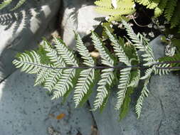 Image of Copeland's cloak fern