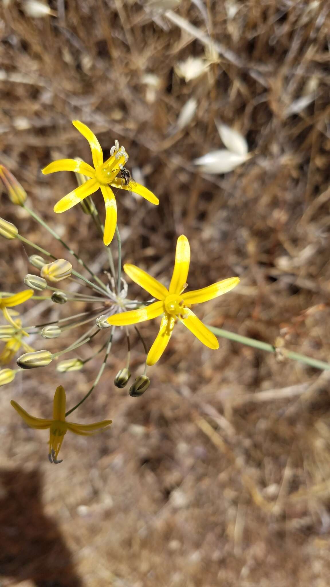 Слика од Bloomeria crocea var. aurea (Kellogg) Ingram