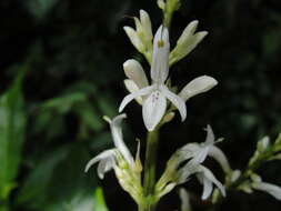 Thyrsacanthus nitidus (Jacq.) Nees resmi