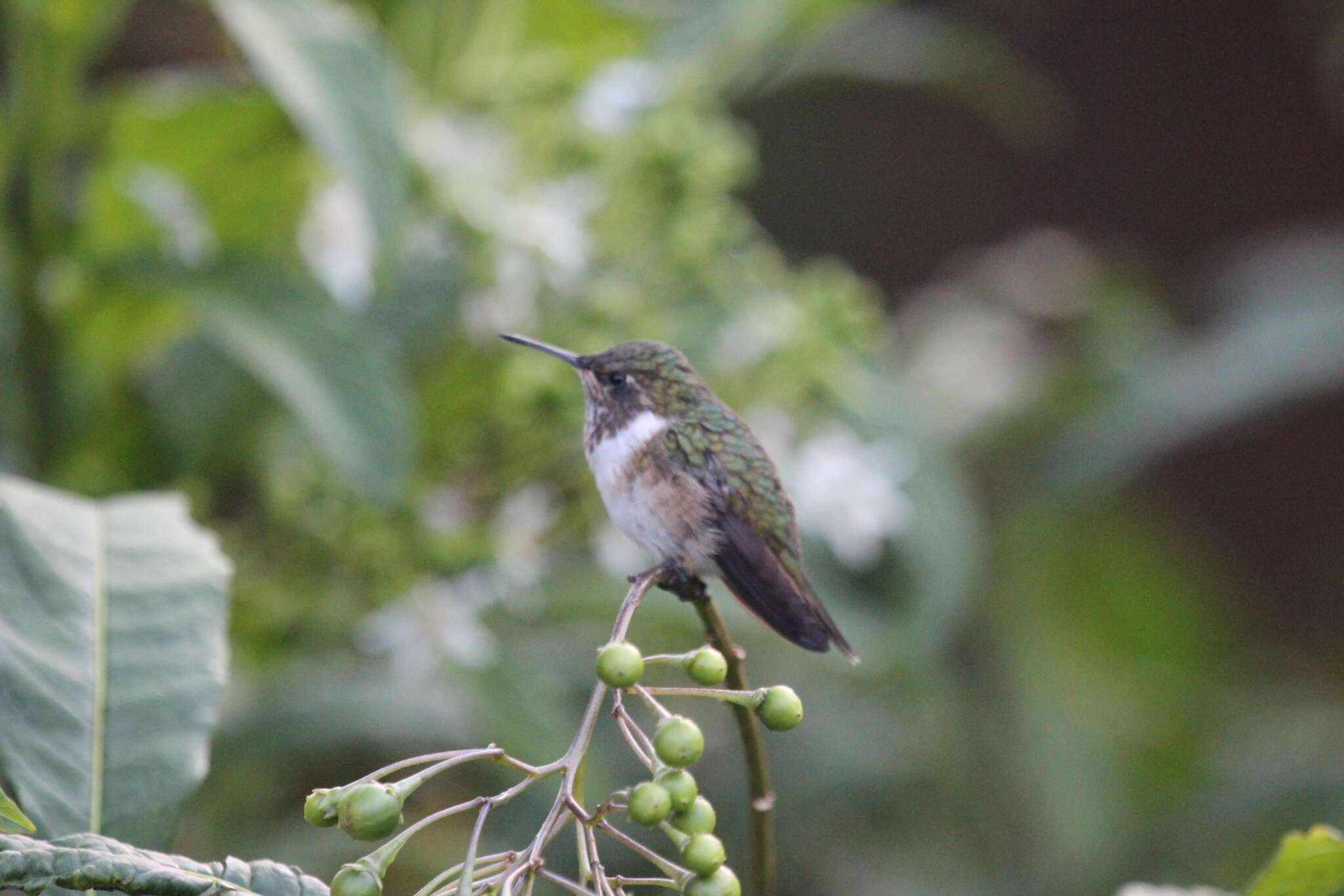 Image of Scintillant Hummingbird