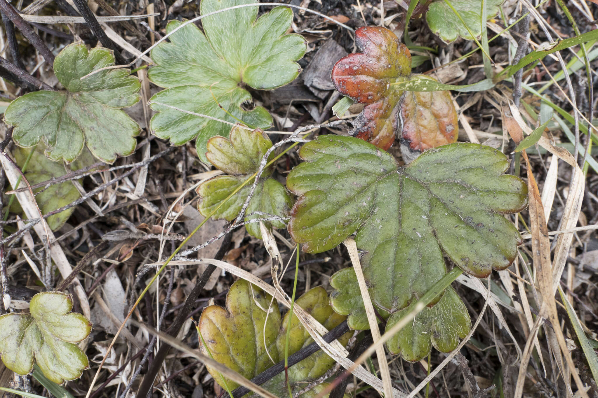 Слика од Knowltonia crassifolia (Hook.) Christenh. & Byng