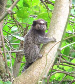 Image of Black-pencilled Marmoset