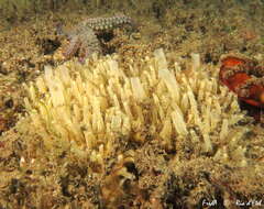 Image of chimney sponge