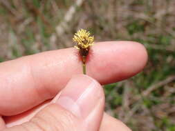 Image of Southern Umbrella Sedge