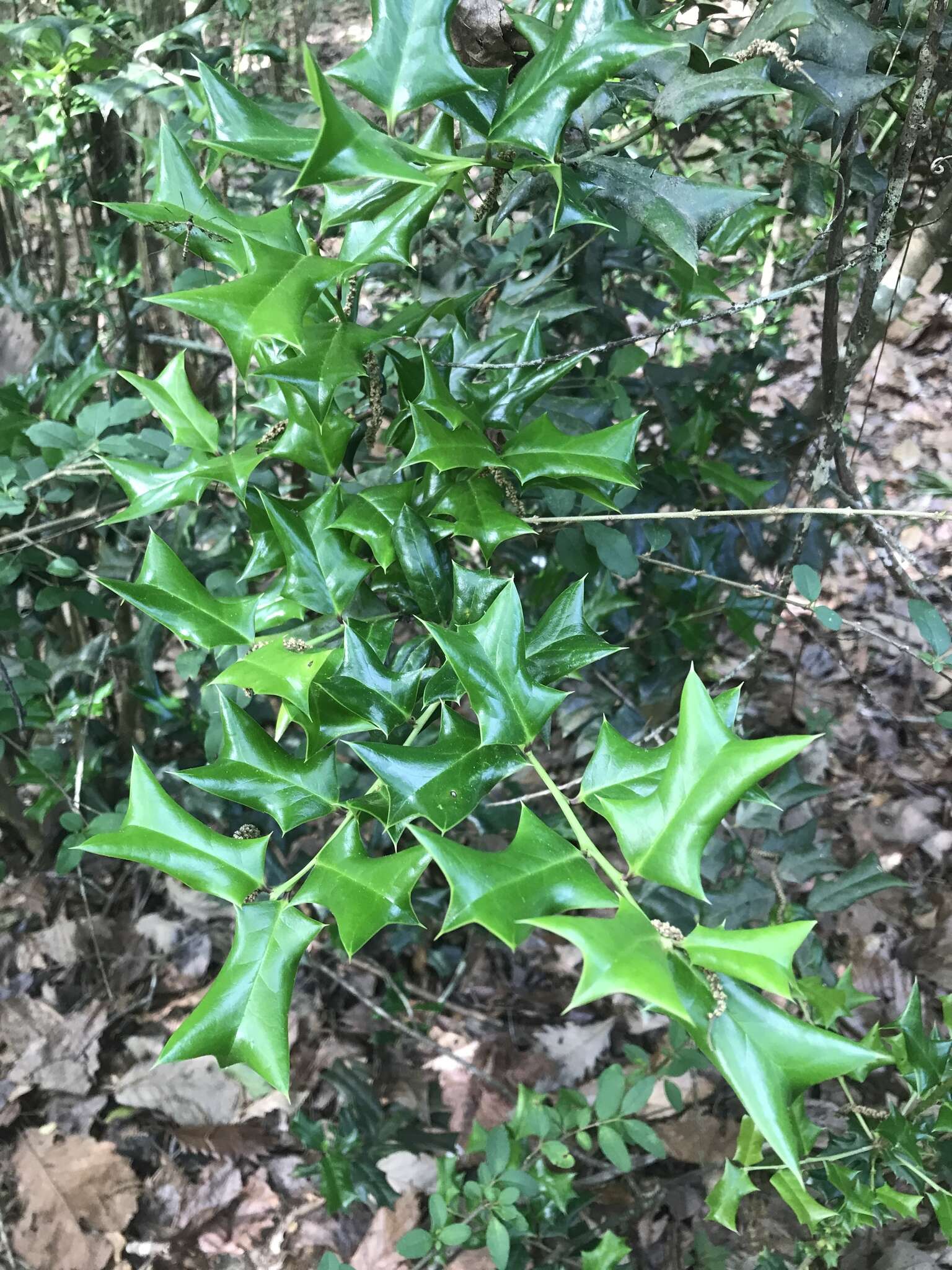 Imagem de Ilex cornuta Lindl. & Paxton