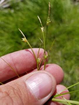 Image of New England sedge