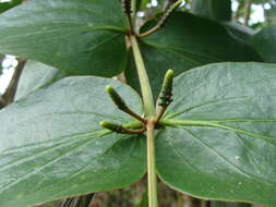 Image of Oryctanthus cordifolius (Presl) Urban