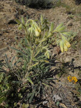 Слика од Onosma pseudoarenaria