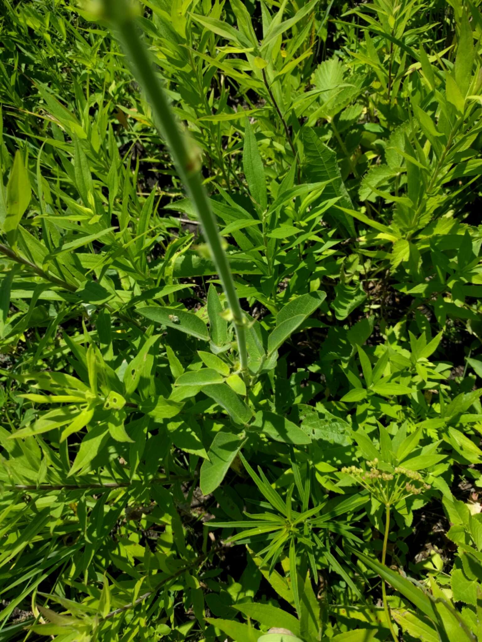 Image of Illinois ticktrefoil