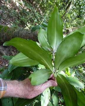 Plancia ëd Dracaena ovata Ker Gawl.