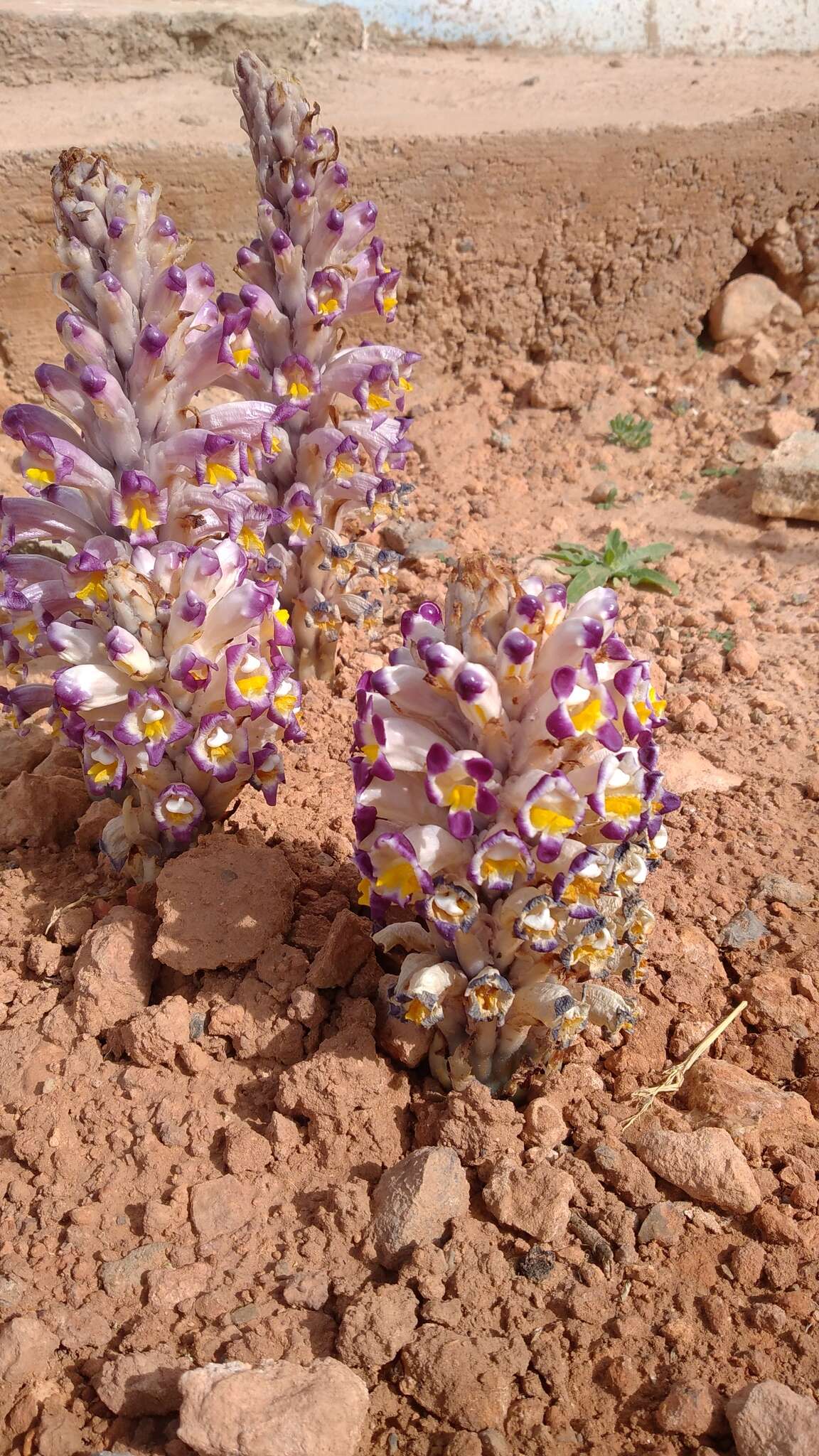 Image of Cistanche violacea (Desf.) G. Beck