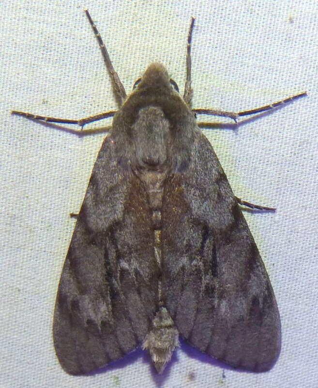 Image of Southern Pine Sphinx