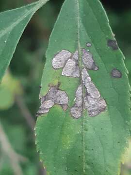 Image of Pseudocercospora depazeoides (Desm.) U. Braun & Crous 2015