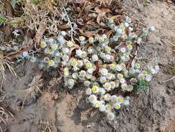 Image de Helichrysum argyrosphaerum DC.