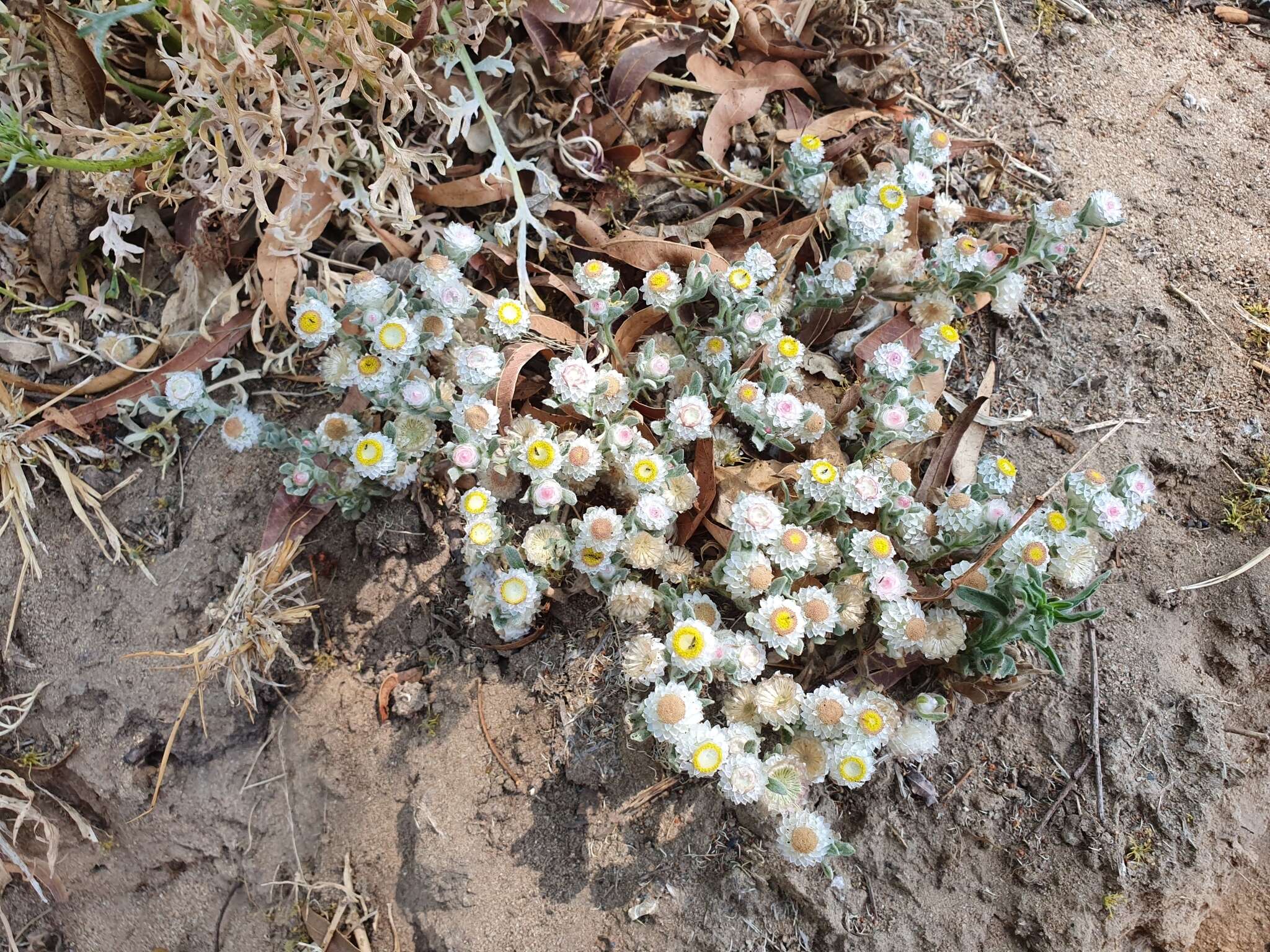 Image de Helichrysum argyrosphaerum DC.