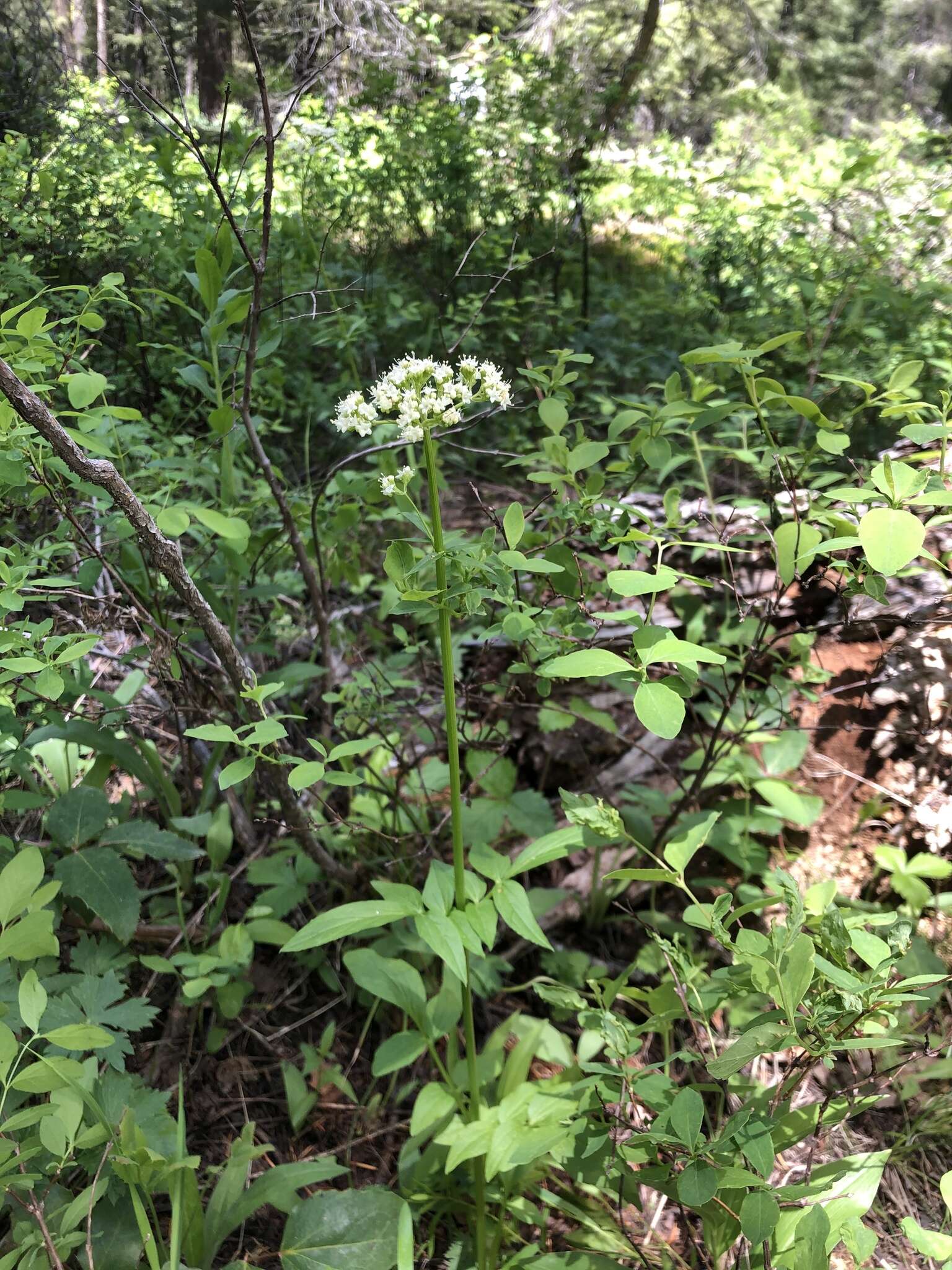 Sivun Valeriana occidentalis A. A. Heller kuva