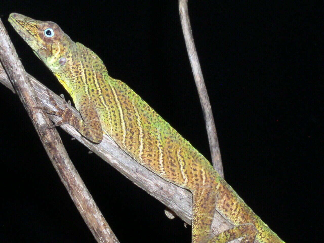 Image of Banded Tree Anole