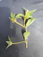 Image of Ipomoea chloroneura Hall. fil.