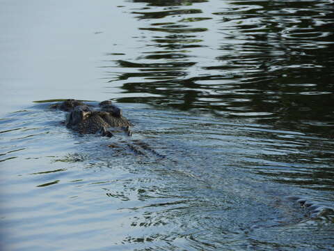 Image of Estuarine Crocodile