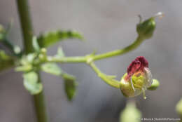 Image of desert figwort