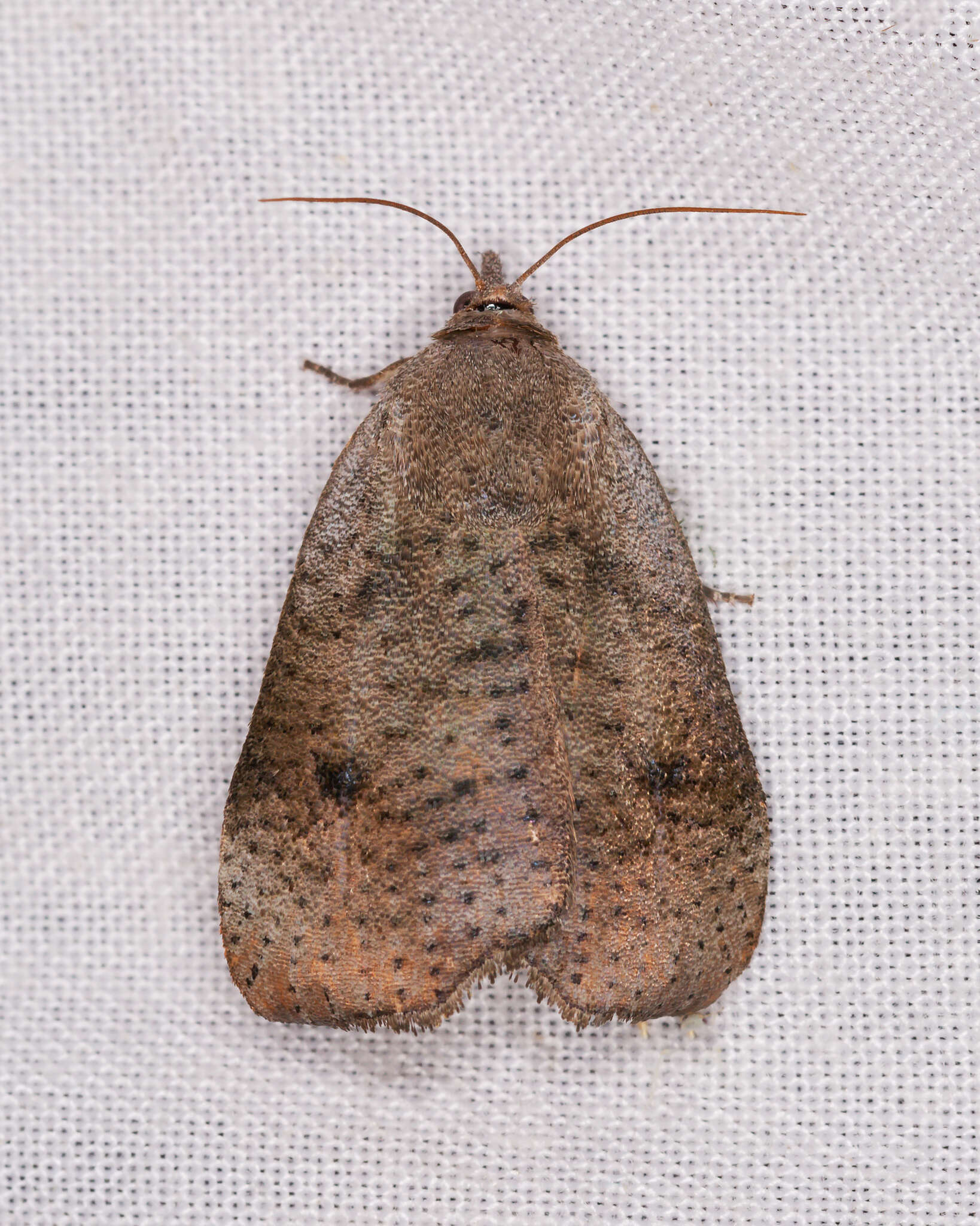 Image of Hyblaea ibidias Turner 1902