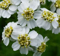 صورة Achillea clusiana Tausch