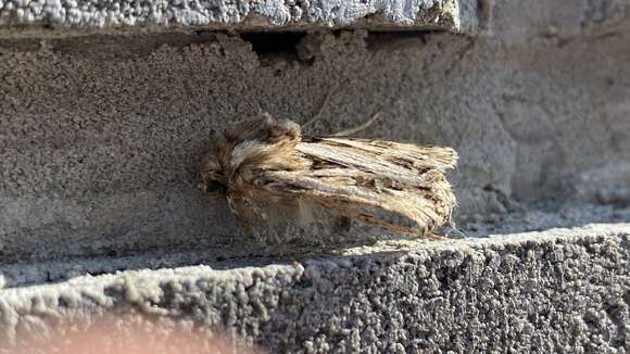 Image of Agrotis obesa Boisduval 1829