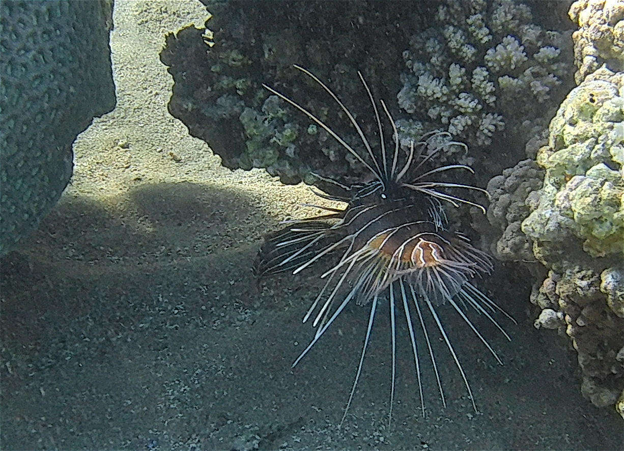 Image of Pterois cincta Rüppell 1838