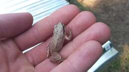 Image of Upland Chorus Frog