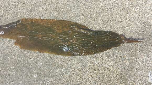 Image of Giant kelp