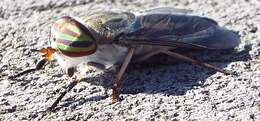 Image of Striped Horse Fly