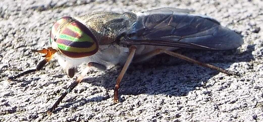 Image of Striped Horse Fly