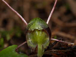 Image of Corybas vitreus Lehnebach