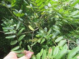 Image of shining false indigo