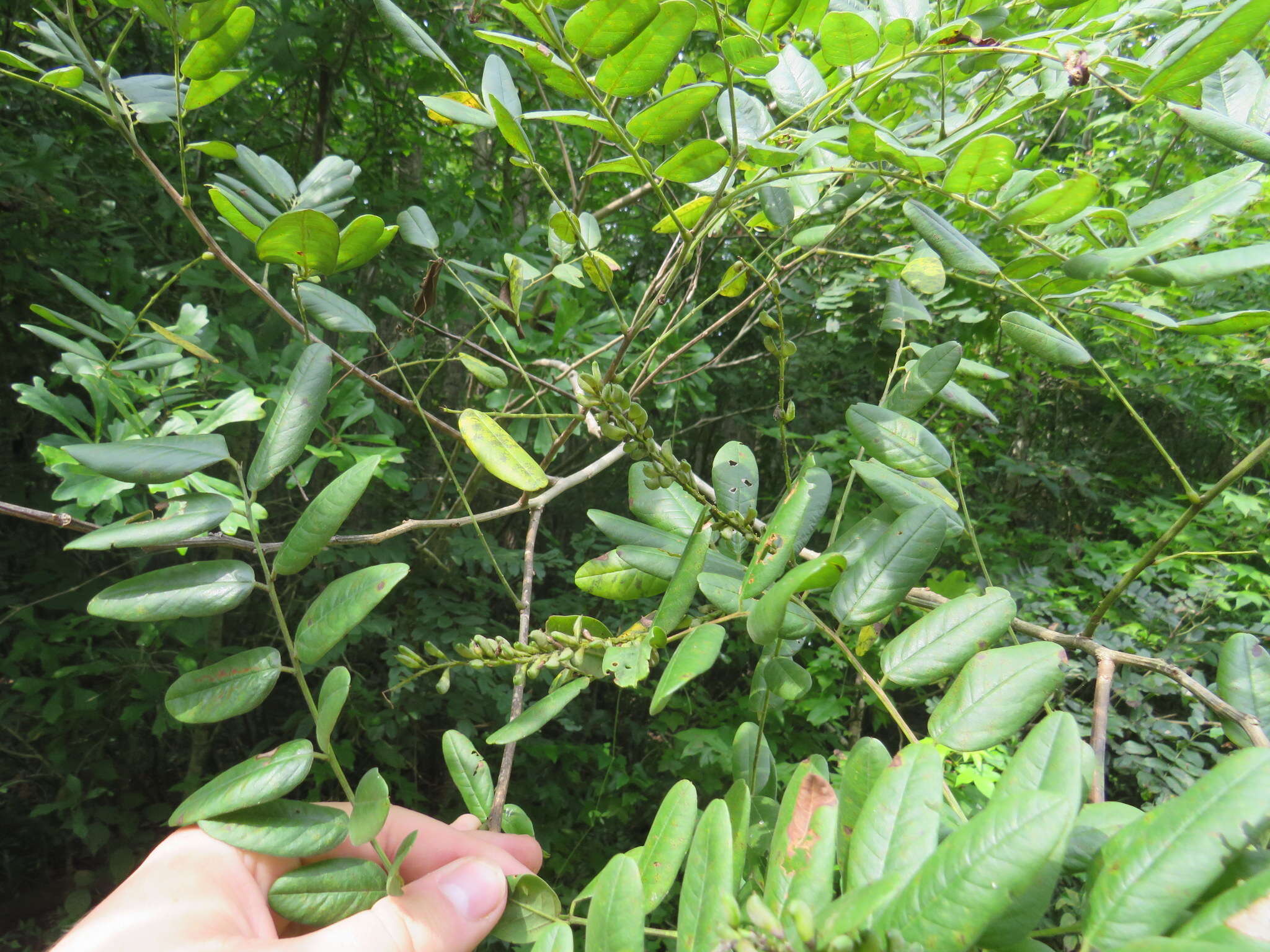 Image of shining false indigo