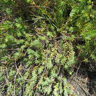 Image of Leucospermum royenifolium (Salisb. ex Knight) Stapf