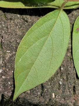 Image of Lonicera hypoglauca Miq.