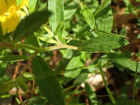 Image of longbranch frostweed