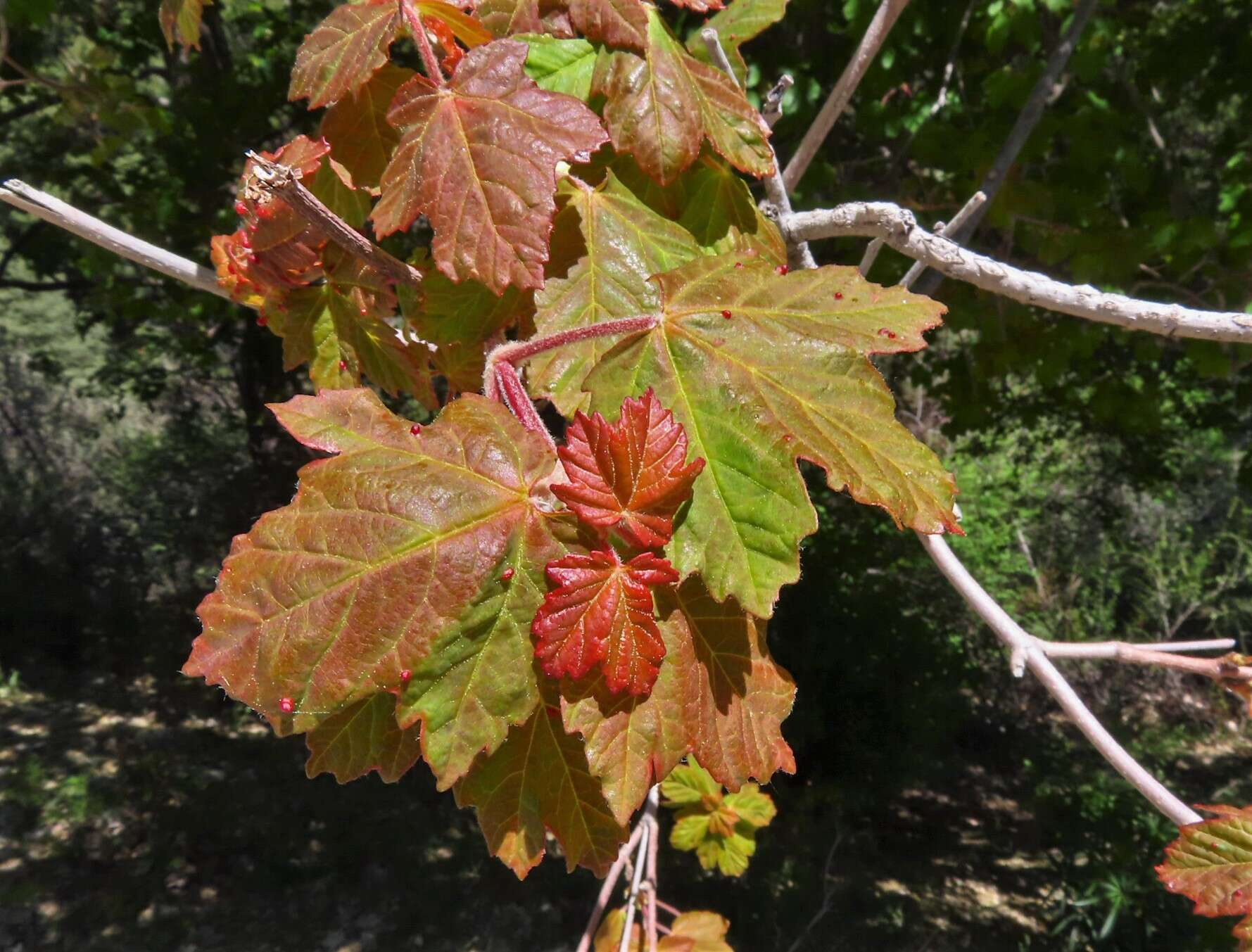 Image of Maple