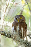 Image of Tamaulipas Pygmy Owl