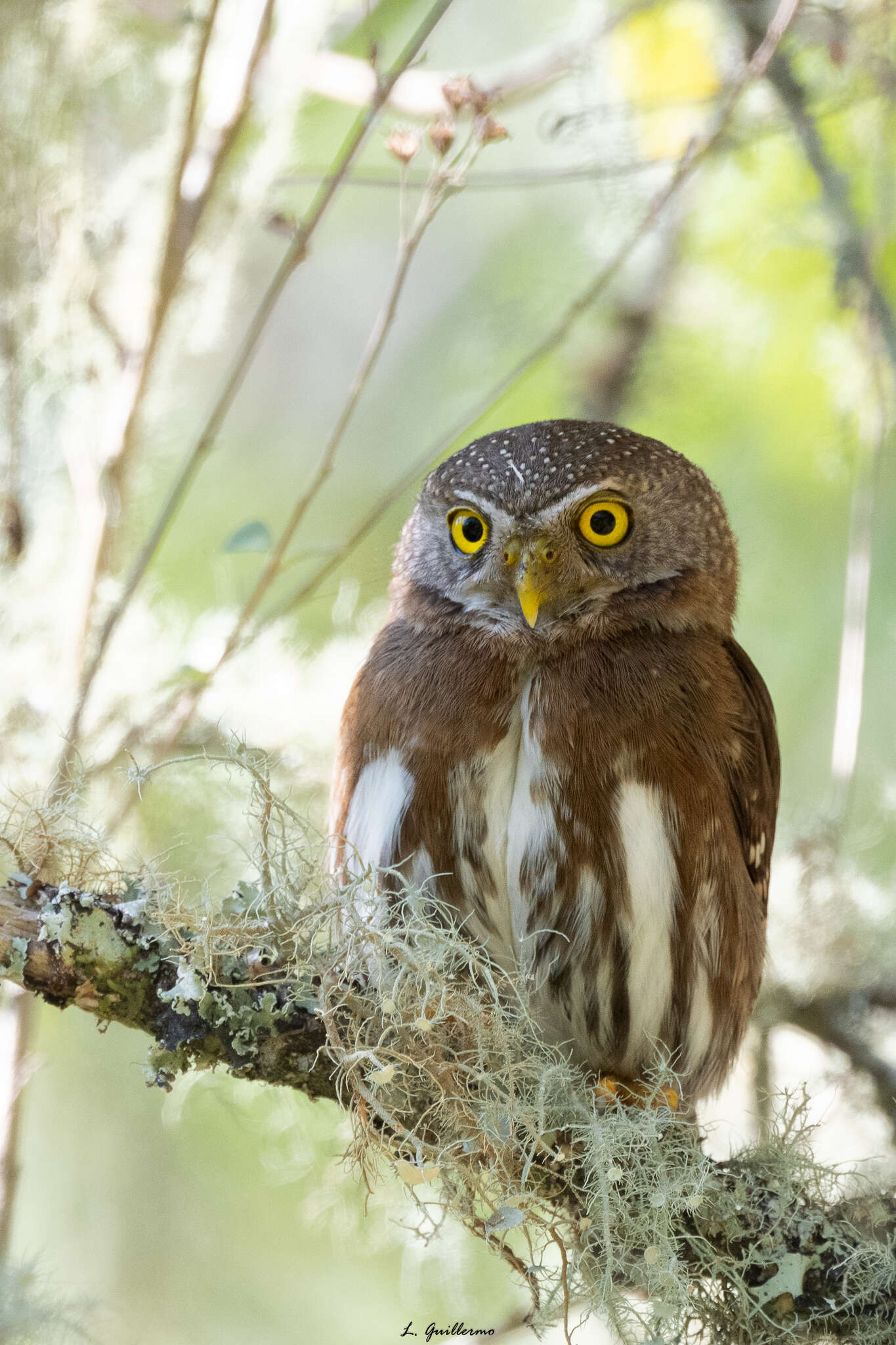 Image of Tamaulipas Pygmy Owl