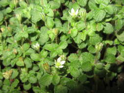 Image of Crassula peculiaris (Tölken) Tölken & Wickens