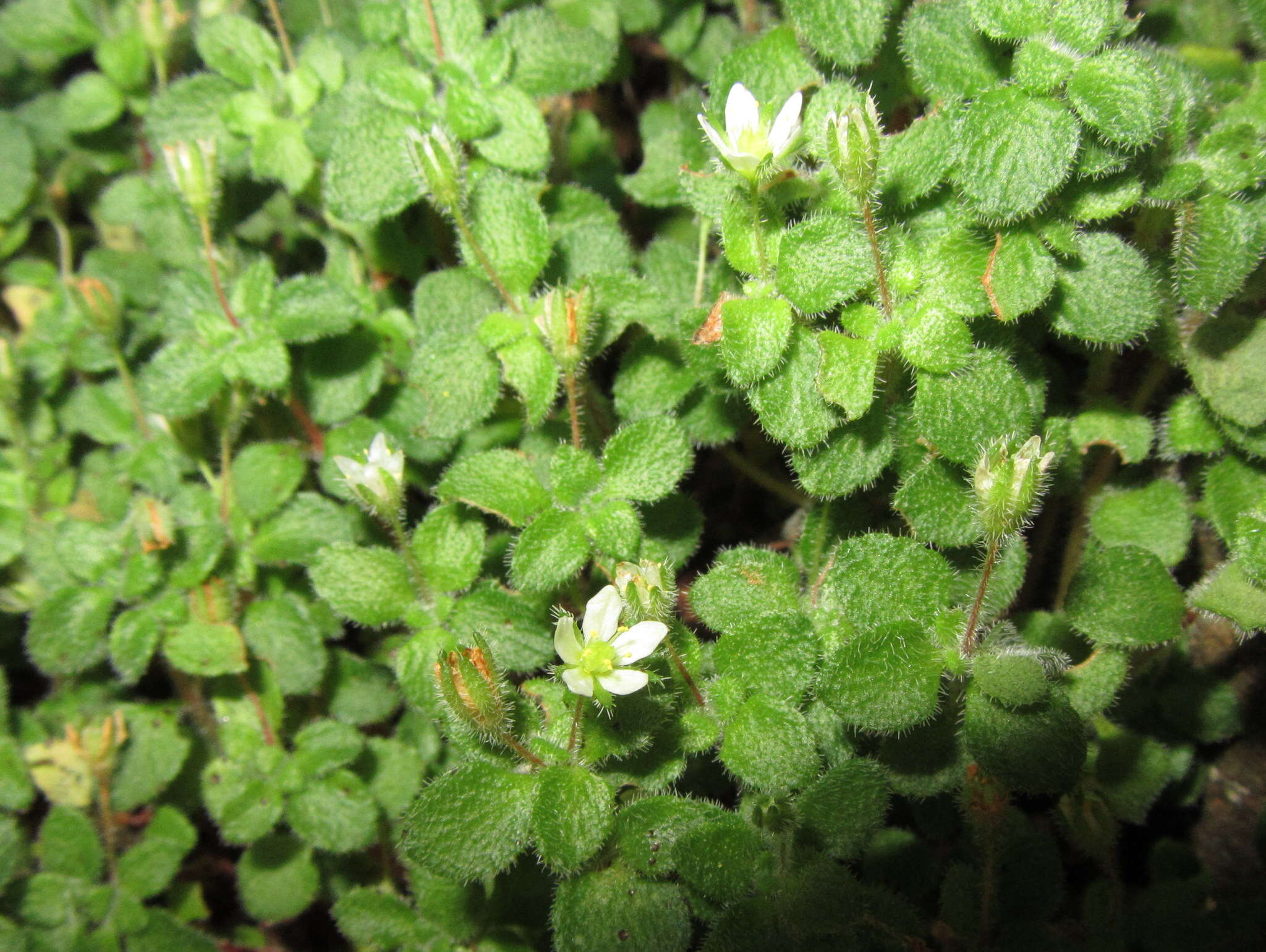 Image of Crassula peculiaris (Tölken) Tölken & Wickens